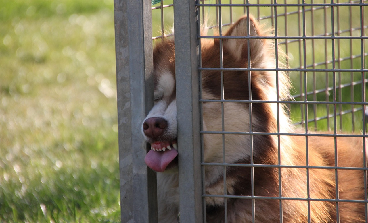 West Meadow's Annual Dog Parade Returns This Spring