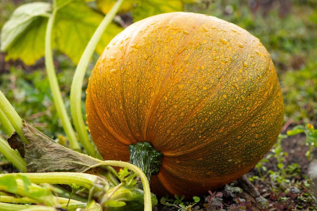 West Meadow's Community Garden Kicks Off Its Biggest Season Yet